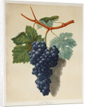 Black Muscadine Grapes by Anonymous