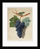 Black Muscadine Grapes by Anonymous