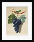 Black Muscadine Grapes by Anonymous