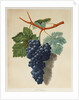 Black Muscadine Grapes by Anonymous