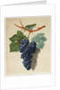 Black Muscadine Grapes by Anonymous