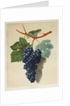 Black Muscadine Grapes by Anonymous