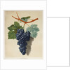 Black Muscadine Grapes by Anonymous