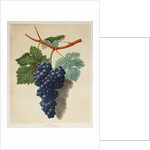 Black Muscadine Grapes by Anonymous