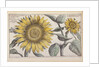 Giant Sunflower (Peruvian Chrysanthemum) by Anonymous