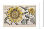 Giant Sunflower (Peruvian Chrysanthemum) by Anonymous