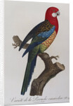 Eastern Rosella (Platycercus Eximius) by Anonymous