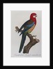 Eastern Rosella (Platycercus Eximius) by Anonymous