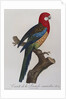 Eastern Rosella (Platycercus Eximius) by Anonymous