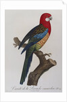 Eastern Rosella (Platycercus Eximius) by Anonymous