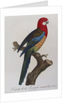 Eastern Rosella (Platycercus Eximius) by Anonymous