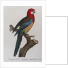 Eastern Rosella (Platycercus Eximius) by Anonymous
