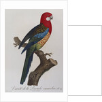 Eastern Rosella (Platycercus Eximius) by Anonymous