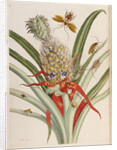 Pineapple (Ananas) with Surinam Insects by Anonymous