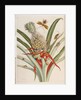 Pineapple (Ananas) with Surinam Insects by Anonymous