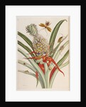 Pineapple (Ananas) with Surinam Insects by Anonymous