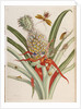Pineapple (Ananas) with Surinam Insects by Anonymous