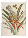 Pineapple (Ananas) with Surinam Insects by Anonymous