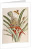Pineapple (Ananas) with Surinam Insects by Anonymous