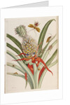 Pineapple (Ananas) with Surinam Insects by Anonymous
