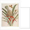 Pineapple (Ananas) with Surinam Insects by Anonymous