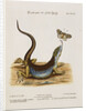 Lizard Chasing a Butterfly by Anonymous