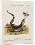 Lizard Chasing a Butterfly by Anonymous