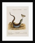 Lizard Chasing a Butterfly by Anonymous