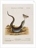 Lizard Chasing a Butterfly by Anonymous
