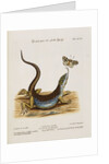Lizard Chasing a Butterfly by Anonymous