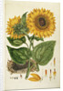 A Sunflower by Anonymous