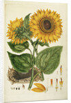 A Sunflower by Anonymous