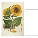 A Sunflower by Anonymous