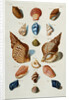 A selection of seashells by Franz Michael Regenfus