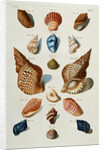 A selection of seashells by Franz Michael Regenfus