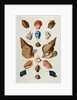 A selection of seashells by Franz Michael Regenfus