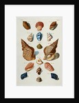 A selection of seashells by Franz Michael Regenfus