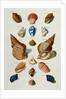 A selection of seashells by Franz Michael Regenfus