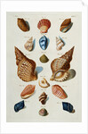 A selection of seashells by Franz Michael Regenfus