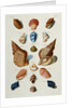 A selection of seashells by Franz Michael Regenfus