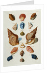 A selection of seashells by Franz Michael Regenfus