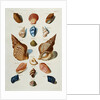 A selection of seashells by Franz Michael Regenfus