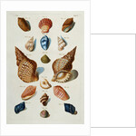 A selection of seashells by Franz Michael Regenfus