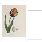 Tulip cultivee by Anonymous