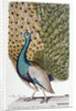 A Male Peacock in Full Display by Johann Leonhard Frisch