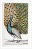 A Male Peacock in Full Display by Johann Leonhard Frisch