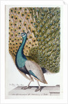 A Male Peacock in Full Display by Johann Leonhard Frisch