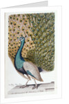 A Male Peacock in Full Display by Johann Leonhard Frisch