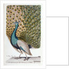 A Male Peacock in Full Display by Johann Leonhard Frisch