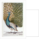 A Male Peacock in Full Display by Johann Leonhard Frisch